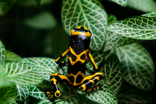 Poison Frog