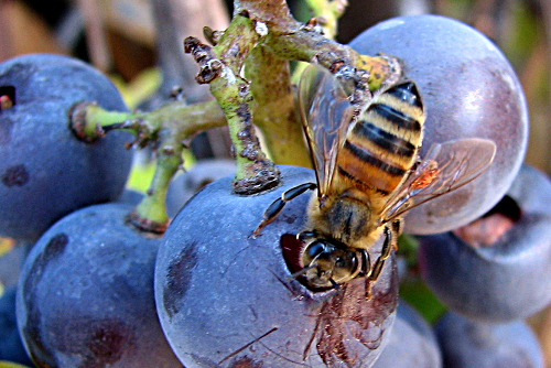 Bee and a Grape Cluster