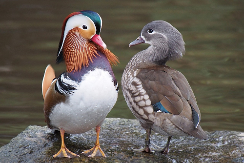 Pair of Mandarin Ducks