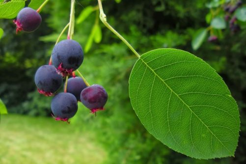 Serviceberries Are Not Blueberries