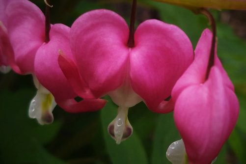 Bleeding Heart