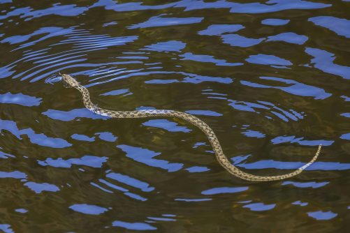 Viperine Water Snake