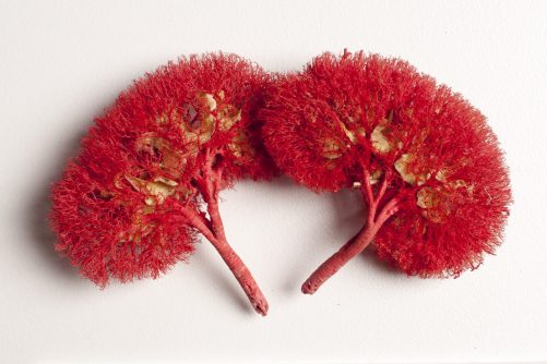 Domestic Pig Kidneys