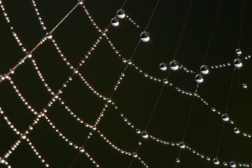 Spider Web