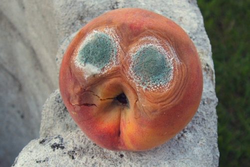 Nature Looks Back at Us (peach with mold)