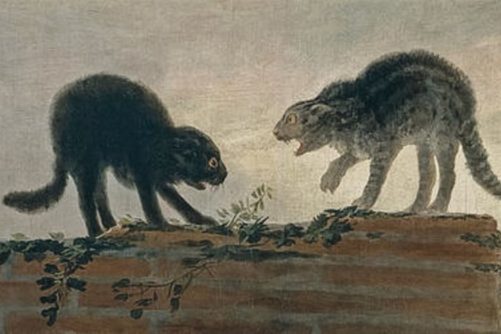 Cats Fighting