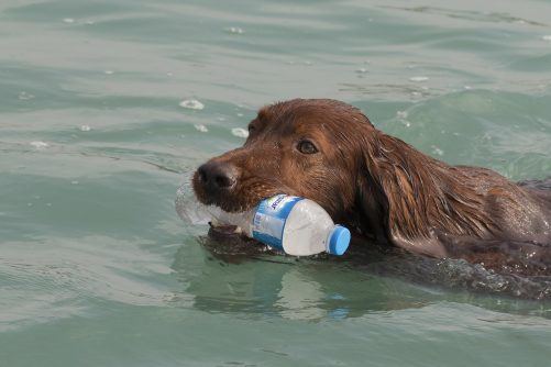 Swimming with a Bottle of Water