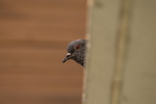 Sneaky Pigeon