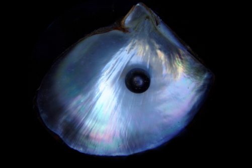 Black Pearl and Shell