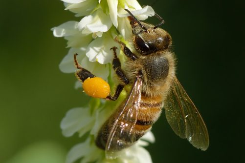 Italian Bee on White Sweet Clover