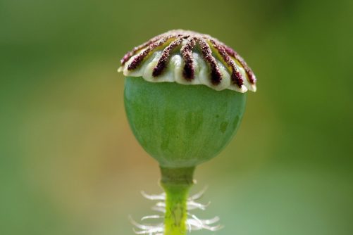 Capsule of a Common Poppy