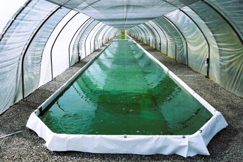 Spirulina Farm in Argagnon