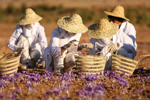 Saffron Farm Workers in Iran