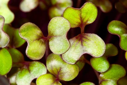 Red Cabbage Microgreens
