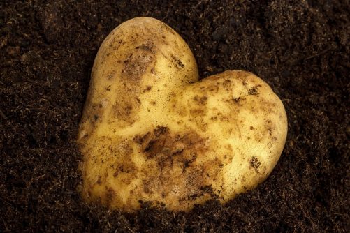 Heart-Shaped Potato, photograph by W.carter, licensed under CC BY-SA 4.0