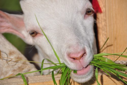 Chew on This, photograph by xlibber, licensed under CC BY 2.0