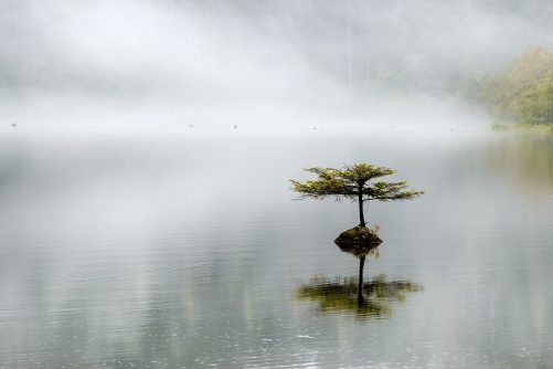 Lonely Tree at Fairy Lake. Vancouver island, BC, Canada, photograph by Sergey Pesterev, licensed under CC BY-SA 4.0