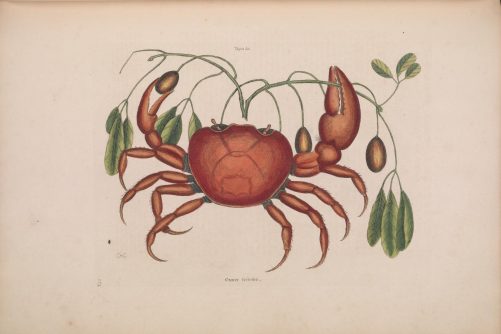 Cancer terrestris, hand-colored etching by Mark Catesby