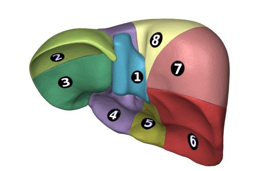 Liver Segment Classification by Couinaud, illustration from the Database Center for Life Science and Anatomography BodyParts3D