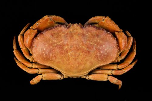 Cancer novaezelandiae, photograph from the Auckland Museum Collections