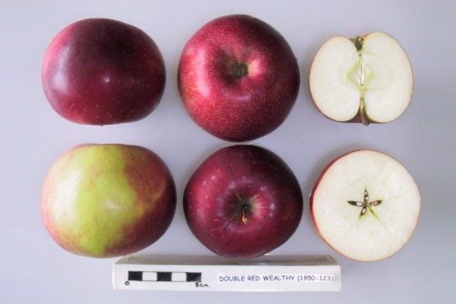 Case Wealthy Apple, Cross-Sectioned, photograph from the UK National Fruit Collection / Wikimedia Commons