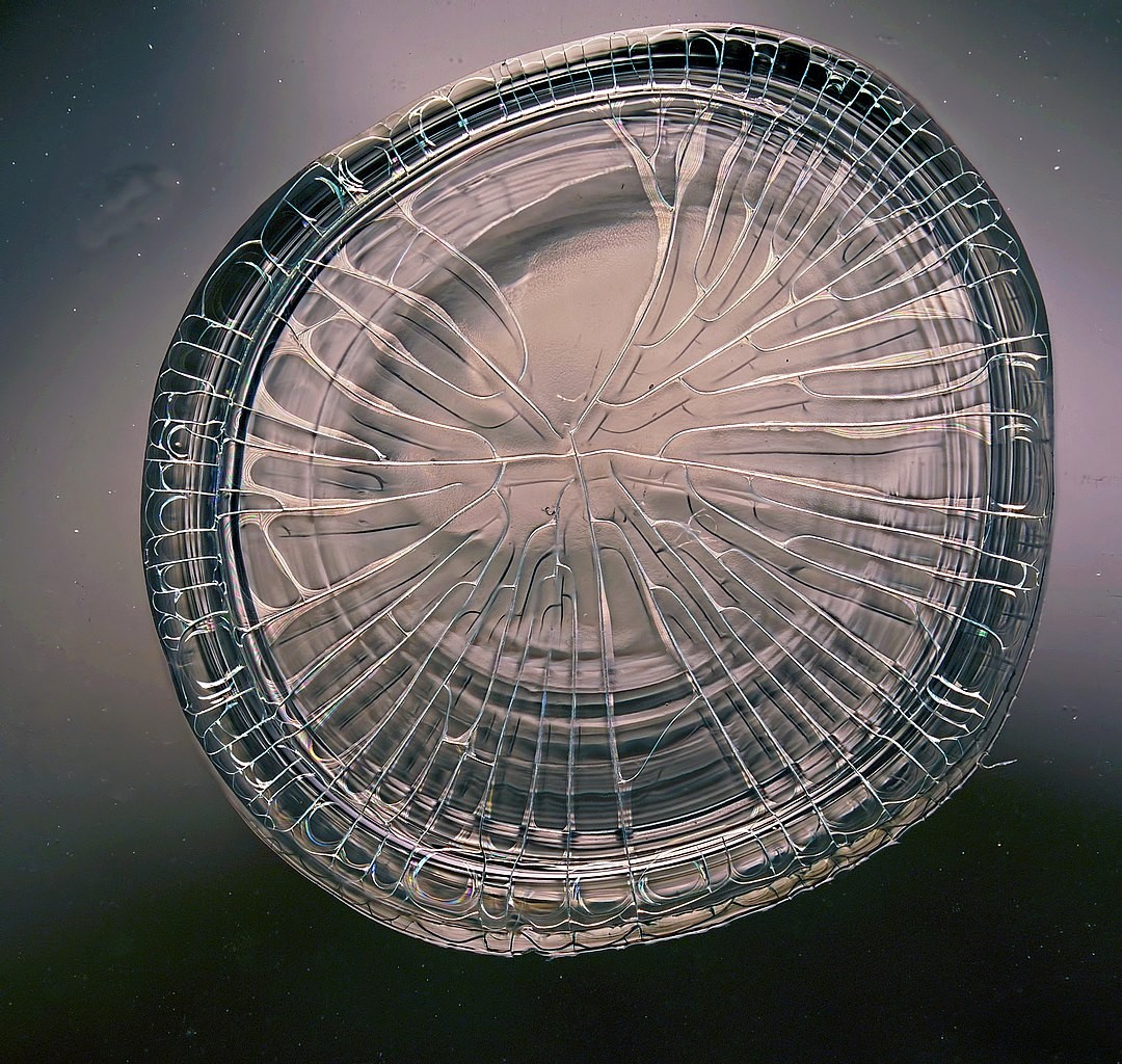 Are GLP-1s Driving a Steady Decline in Obesity Rates?