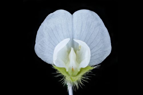 Edamame Soybean Blossom, photograph by Anders Croft for the USGS