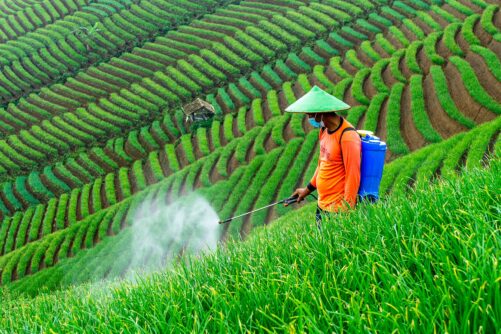 Spraying Pesticide, photograph by Galeri Ega
